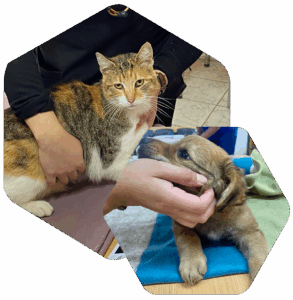 Laboratorio veterinario para perros y gatos en Viña del Mar Microcell Vet