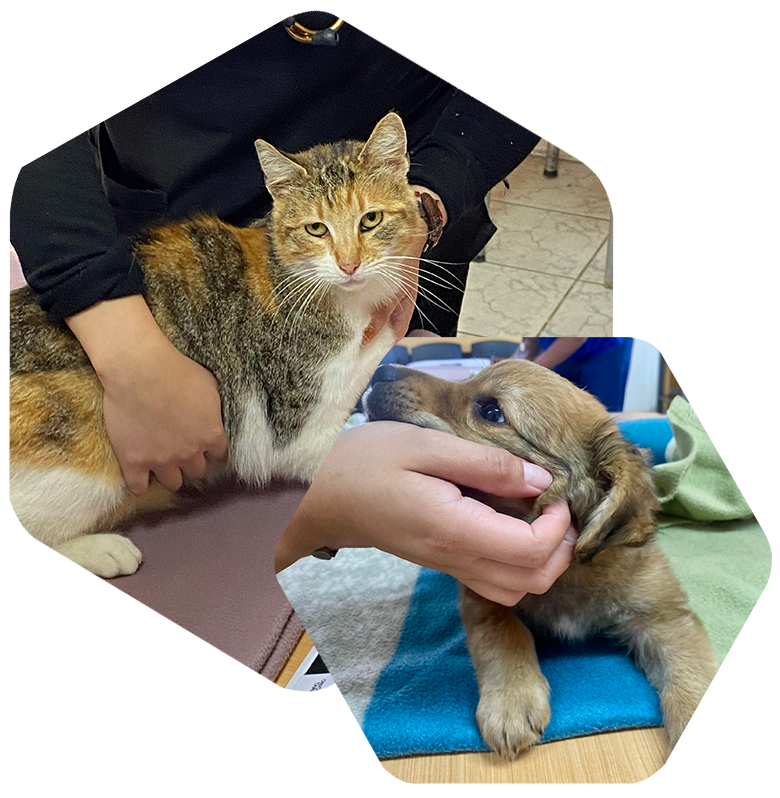 Laboratorio veterinario para perros y gatos en Viña del Mar Microcell Vet